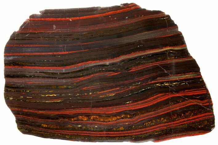 Polished Tiger Iron Stromatolite - Billion Years #129435